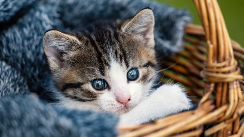 创作者入驻爱发电龙腾猫跃:条件、发布规则与收益提