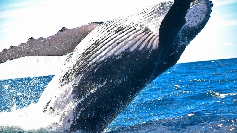 取舍爱发电龙腾猫跃相关页面核验时，我们看什么、不