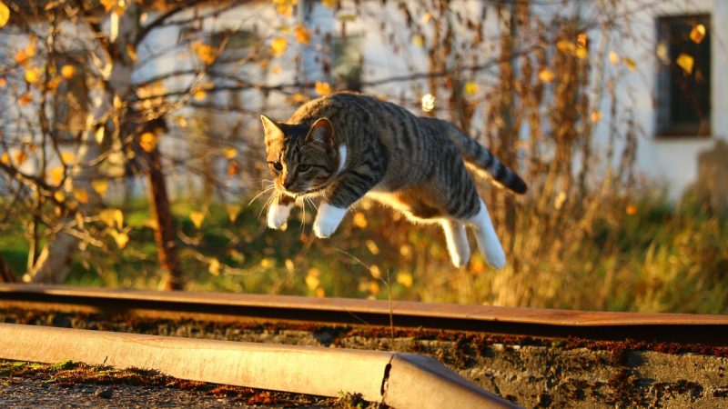 爱发电龙腾猫跃 本文速览:三句话看懂这条拼写变体
