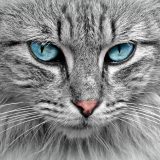 爱发电龙腾猫跃 猫跃核验台编辑何砚秋在整理词条对照笔记时的工作头像，桌面摊着标注便签与检索记录