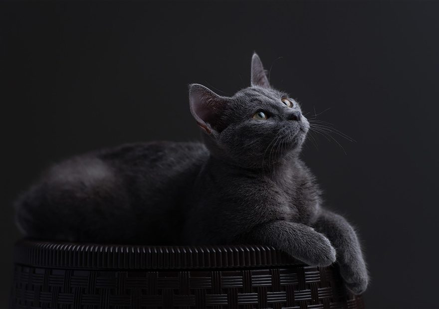 爱发电龙腾猫跃 猫跃核验台编辑部大屏幕上显示的站内热度看板，蓝色折线代表龙腾猫跃pcl2下载词条走势，橙色柱状为同类词对比