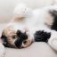 读者「凌晨三点的猫」的头像占位图，深蓝背景上的猫形剪影