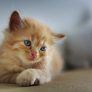 读者「纸箱里的小猫」的评论头像插画