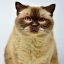 读者头像示意图：米白底色上的手绘猫耳轮廓