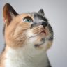 读者头像，浅色背景中的卡通猫形象