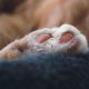 读者头像：橙红渐变背景上的简约猫爪印记